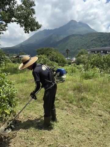 Grass cutting